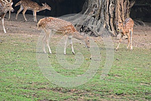 This is an image of beautiful axis deer eating on the grass field.