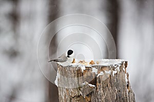 Image of beautiful bird Marsh Tit or Poecile palustris sitting on the stump and pecking bread in the winter forest