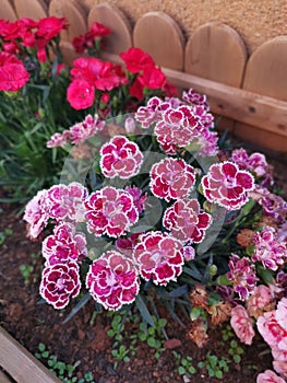 beautiful blossom Dianthus caryophyllus flower in the garden. photo