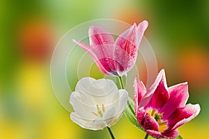 image of beautiful bright festive flowers on a green blurred background