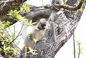 This is an image of beautiful cappedlangur or black face monkey.