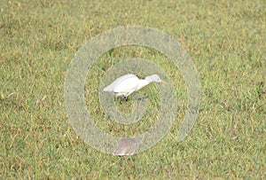 This is an image of beautiful cattle egret bird in india .