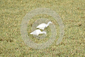 This is an image of beautiful cattle egret bird's .