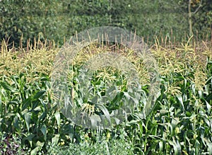 This is an image of beautiful corn farming in india .