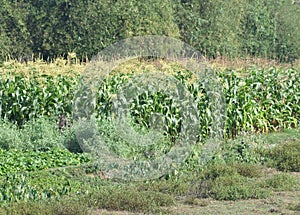 This is an image of beautiful corn plantation in india