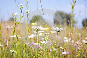 An image of a beautiful daisy flowers