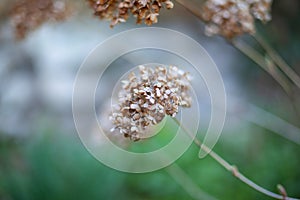 Image of beautiful dead flowers close-up