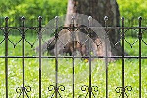 Image of a Beautiful decorative cast iron wrought fence with artistic forging.