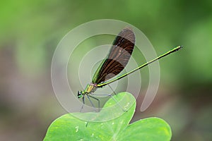 Image of beautiful dragonfly Neurobasis chinensis chinensis