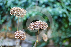 Image of beautiful dried flowers