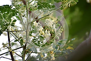 This is an image of beautiful drumstick flower .