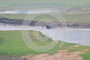 This is an image of beautiful elephant taking bath in lake india.