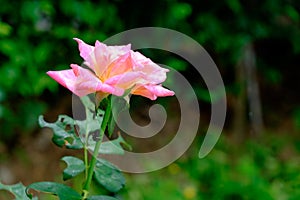 The image of beautiful flower with green leaf background soft focus