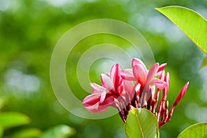 The image of beautiful flower with green leaf background soft focus