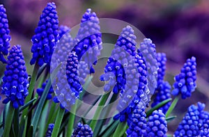 Image of Beautiful flowers field full of Muscari armeniacum