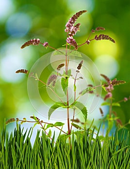 Image of beautiful flowers in the garden close-up