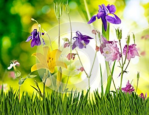 Image of beautiful flowers in the garden close-up