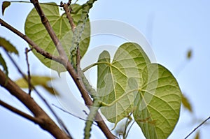 This is an image of beautiful giloy leaves or giloy plant .