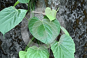 This is an image of beautiful giloy or tinospora cordifolia or guduchi leaves