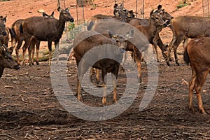 This is an image of beautiful group of sambar deer in india. photo