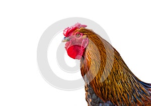 Beautiful head on a white background isolated