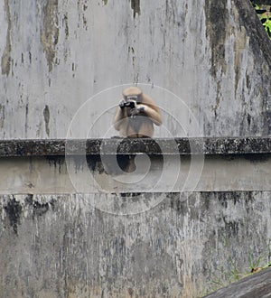 This is an image of beautiful hoolock gibbon monkey.