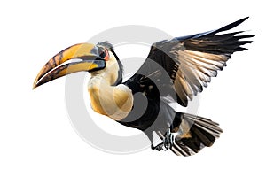 Image of beautiful hornbill on white background. Wild Animals. Bird. illustration. Generative AI