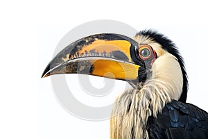 Image of beautiful hornbill on white background. Wild Animals. Bird. illustration. Generative AI