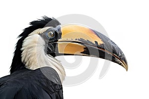Image of beautiful hornbill on white background. Wild Animals. Bird. illustration. Generative AI