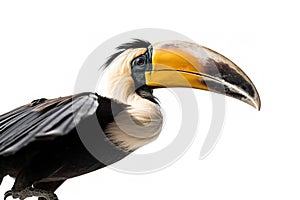 Image of beautiful hornbill on white background. Wild Animals. Bird. illustration. Generative AI