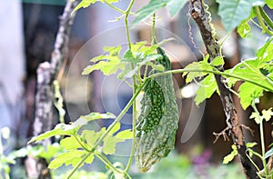 This is an image of beautiful Indian curry leaves
