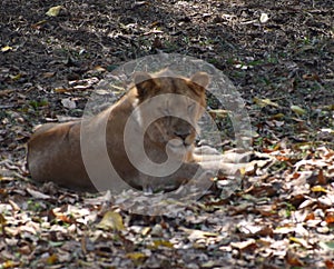 This is an image of beautiful Indian lion rested on the forests
