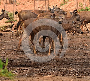 This is an image of beautiful Indian sambar deer or Rusa unicolor. photo