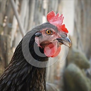 Beautiful Koenigsberg chicken portrait photo