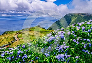 Image of beautiful landscape with hydrangeas and a path leading to the atlantic on the azores