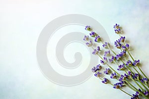 Image of beautiful lavender flowers border, purple floral background, decorative blooming bouquet of violet plant on
