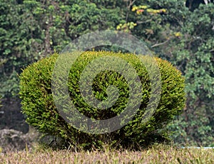 This is an image of beautiful leaflet plant.