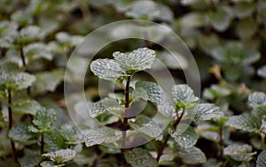This is an image of beautiful mint leaves or peppermint .