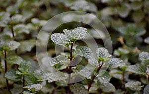 This is an image of beautiful mint leaves or peppermint . photo