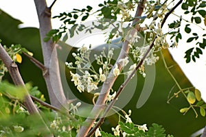 This is an image of beautiful moringa flower .