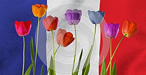 image of beautiful multi-colored tulips against the background of the flag of France