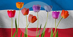 image of beautiful multi-colored tulips against the background of the flag of Serbia