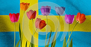 image of beautiful multi-colored tulips against the background of the flag of Sweden