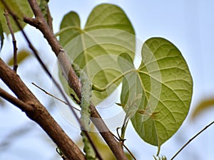 This is an image of beautiful neem giloy plant .