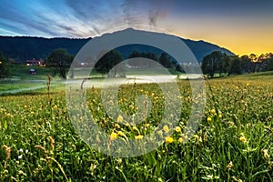 Spring Landscape with A Meadow of Yellow Buttercups, Trees in Fog and Mountain at Twilight