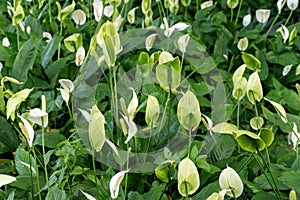 Image of beautiful Peace Lily Spathiphyllum cochlearispathum plant in a garden