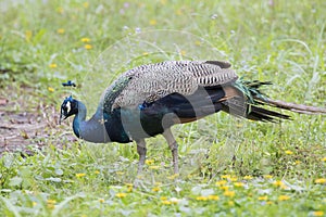 Image of a beautiful peacock.