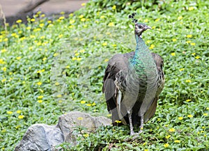 Image of a beautiful peacock.
