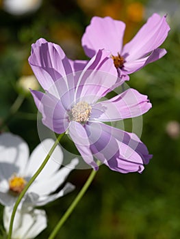 beautiful pink Cosmos bipinnatus flower