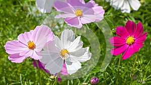 beautiful pink Cosmos bipinnatus flower